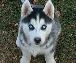 Damian - Husky Sibérien Mâle (10 mois)