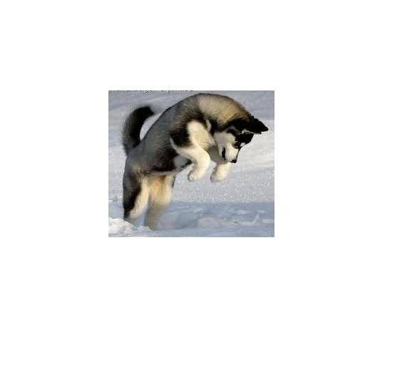 Ava - Husky Sibérien (7 mois)