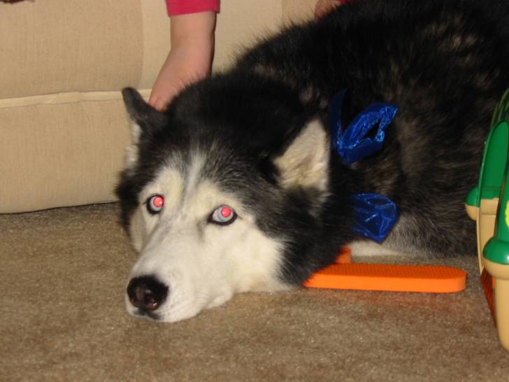 Jackie - Husky Sibérien (15 ans)