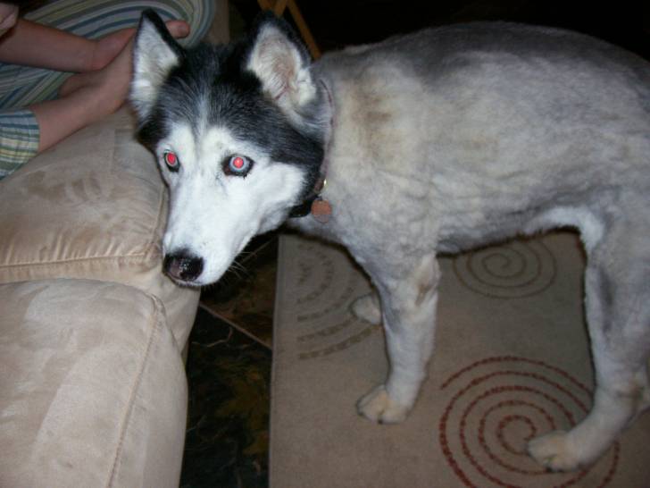 Jackie - Husky Sibérien (15 ans)