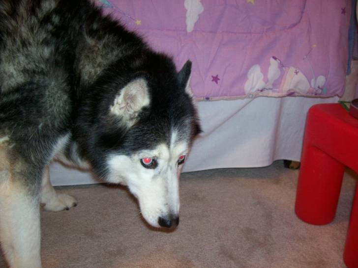Jackie - Husky Sibérien (15 ans)