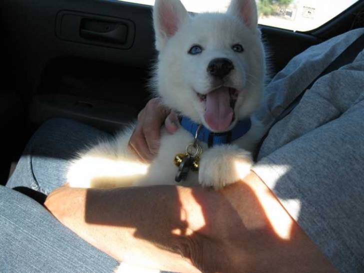 TINA - Husky Sibérien