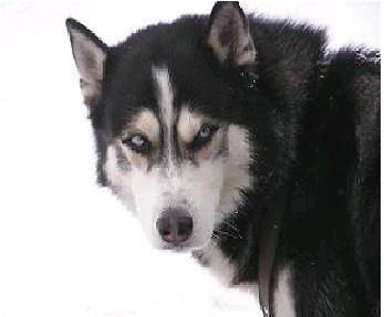 lobo - Husky Sibérien Mâle (4 mois)