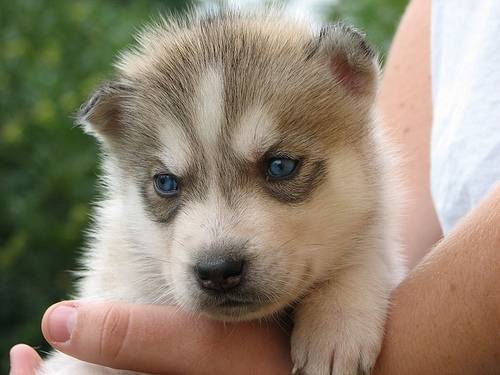 briana - Husky Sibérien (7 mois)