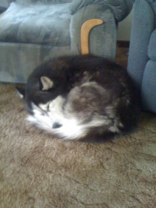 Akeela - Husky Sibérien Mâle (2 ans)