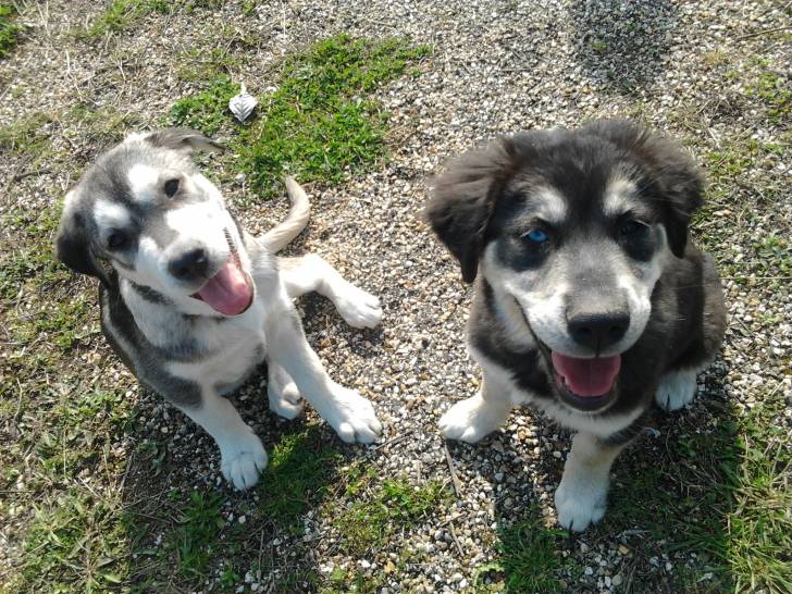 Marleye et N'ko - Husky Sibérien (6 mois)