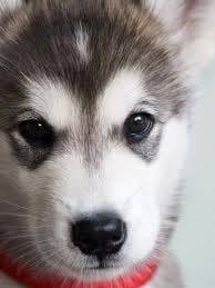 FRANK - Husky Sibérien Mâle (11 mois)