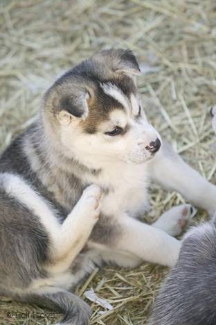 pupi - Husky Sibérien Mâle (4 mois)