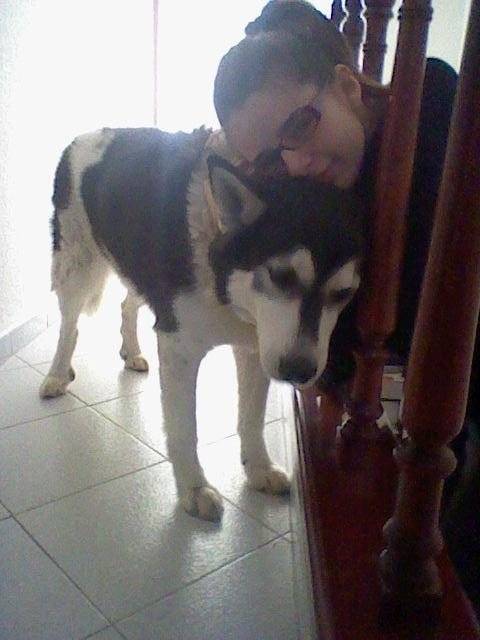Chals - Husky Sibérien Mâle (11 ans)