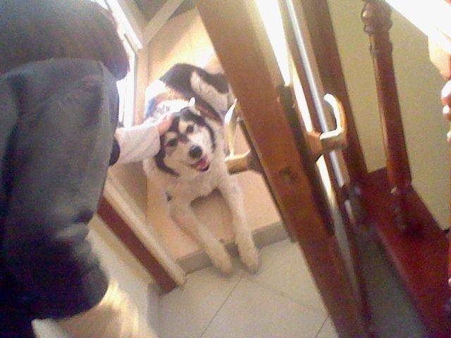 Chals - Husky Sibérien Mâle (11 ans)