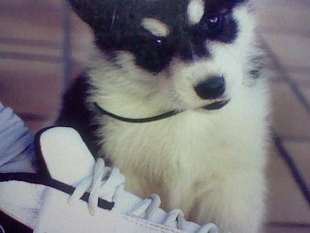 Chals - Husky Sibérien Mâle (1 an)