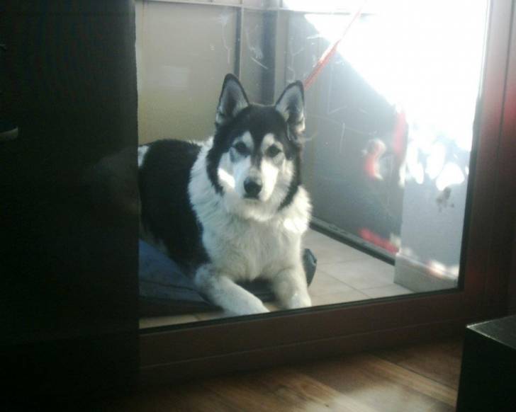 Chals - Husky Sibérien Mâle (11 ans)