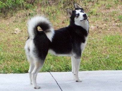 rex - Husky Sibérien Mâle (2 ans)