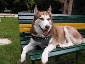 mason - Husky Sibérien Mâle (1 an)