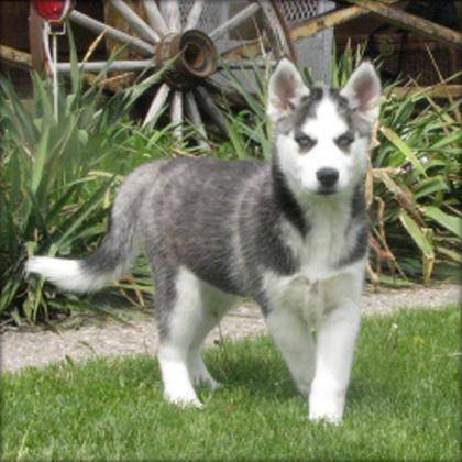 Tuky - Husky Sibérien Mâle (6 mois)