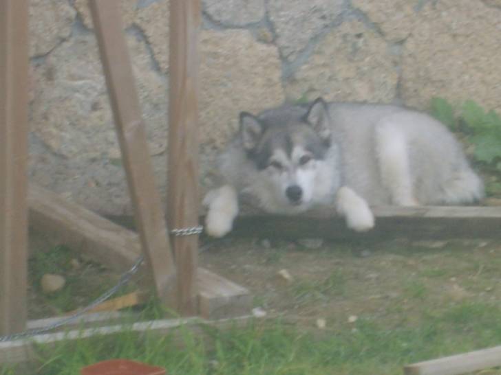 nera - Husky Sibérien (11 mois)