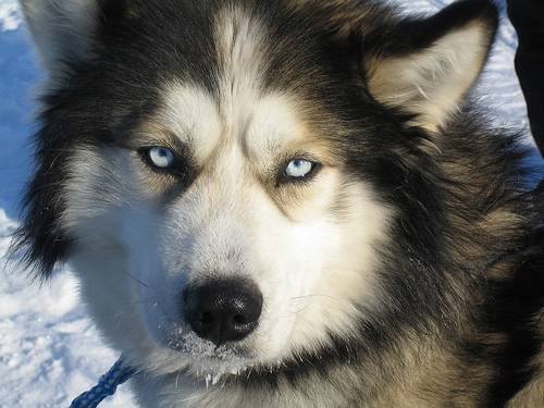 Husky - Husky Sibérien Mâle (7 ans)