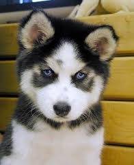 Coconut - Husky Sibérien (3 mois)
