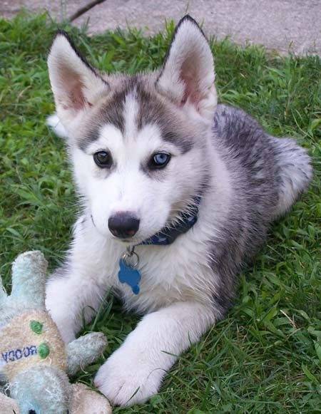 paradis - Husky Sibérien Mâle (2 ans)