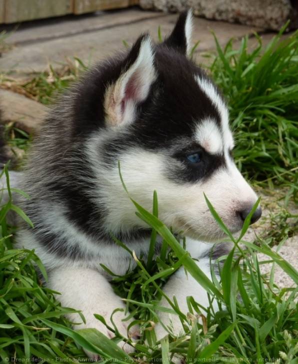 belle - Husky Sibérien (2 ans)