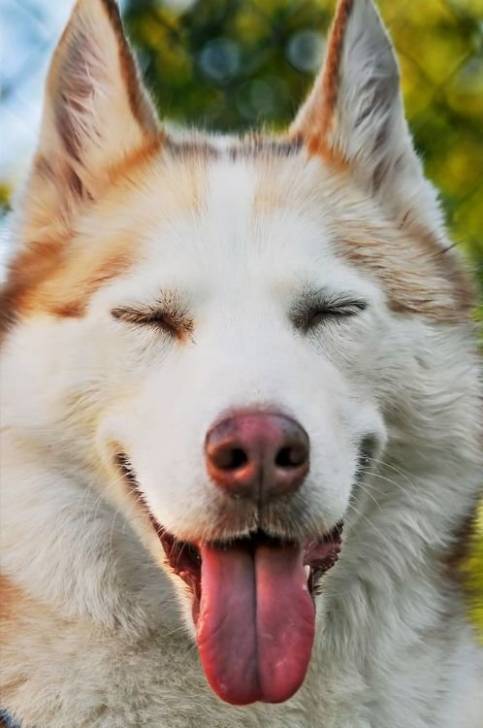 Rigolouille - Husky Sibérien Mâle (2 ans)