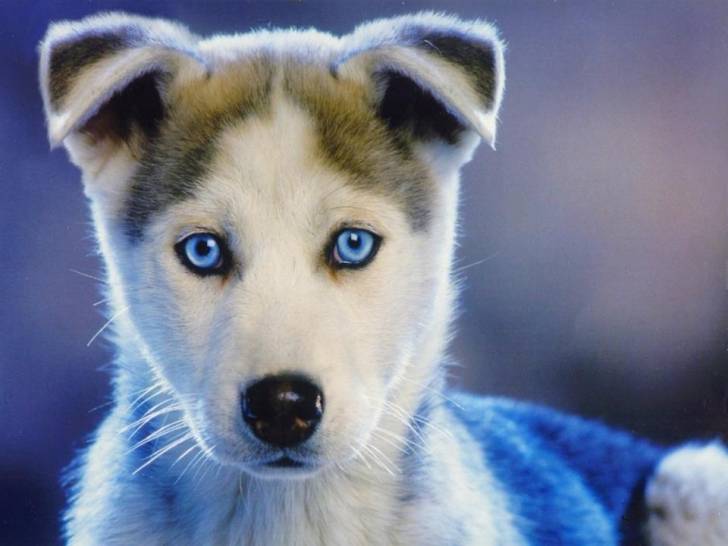 Maya - Husky Sibérien (1 an)