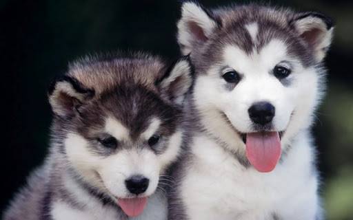 missy&princess - Husky Sibérien (7 mois)