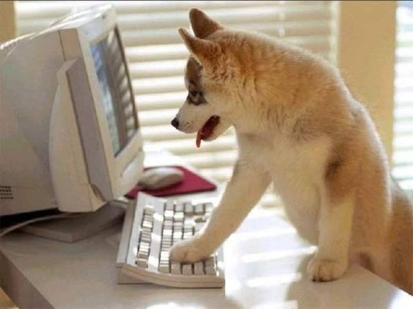 Maika - Husky Sibérien (4 mois)