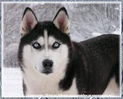 maya - Husky Sibérien (2 ans)