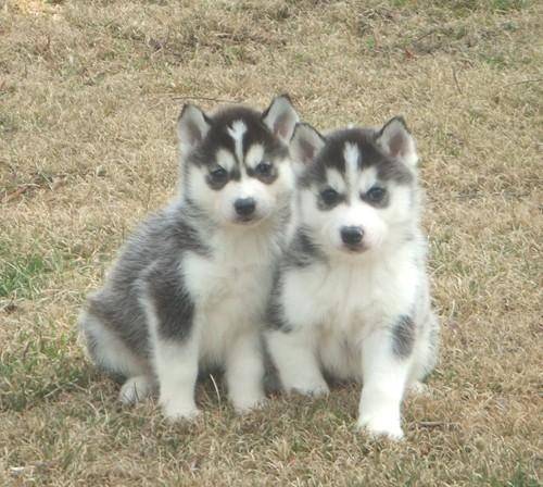 Aïcha - Husky Sibérien (7 mois)