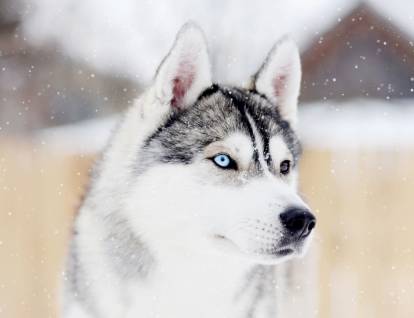 Tête du Husky Sibérien