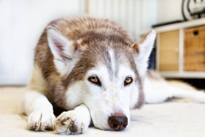 Un Husky fatigué allongé sur le sol