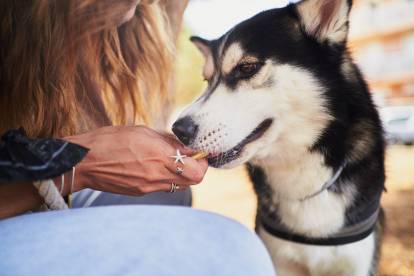 Un Husky Sibérien qui mange un gâteau dans la main de sa propriétaire