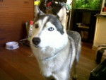 Daksha - Husky Sibérien Femelle