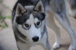 jasta - Husky Sibérien Mâle (11 mois)