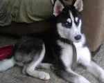 Scar - Husky Sibérien Mâle (5 ans)