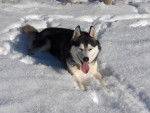 VUKY - Husky Sibérien Mâle (8 ans)