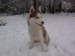 Gaïa - Husky Sibérien Femelle (2 ans)