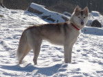 Annouck - Husky Sibérien Femelle (2 ans)