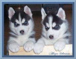 filou et mona - Husky Sibérien Femelle (5 mois)