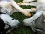 Petit Calin - Husky Sibérien Mâle