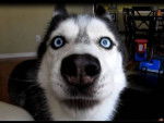 pilou - Husky Sibérien Mâle