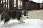 OSTO - Husky Sibérien Mâle (5 mois)