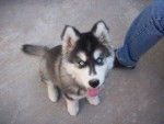 neon - Husky Sibérien Mâle (6 mois)