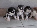 cachorros husky - Husky Sibérien