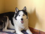 tango - Husky Sibérien Mâle (11 ans)