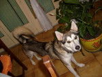 Deîko - Husky Sibérien Mâle (2 ans)