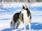 Jacob - Husky Sibérien Mâle (3 ans)