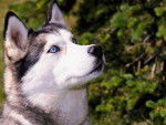 Sacura - Husky Sibérien Femelle (1 an)