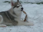 True North - Husky Sibérien Femelle (3 mois)